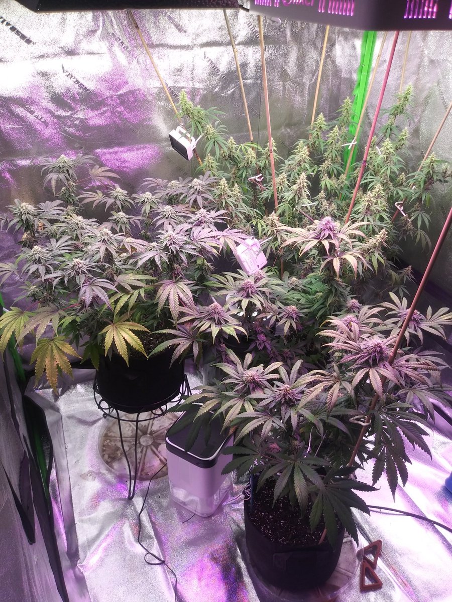 nickalexrian's tweet photo. Day 40 for the girls๐
#weddingfantasy
#unicornsherbert
#medipak https://t.co/J794t4GsJv