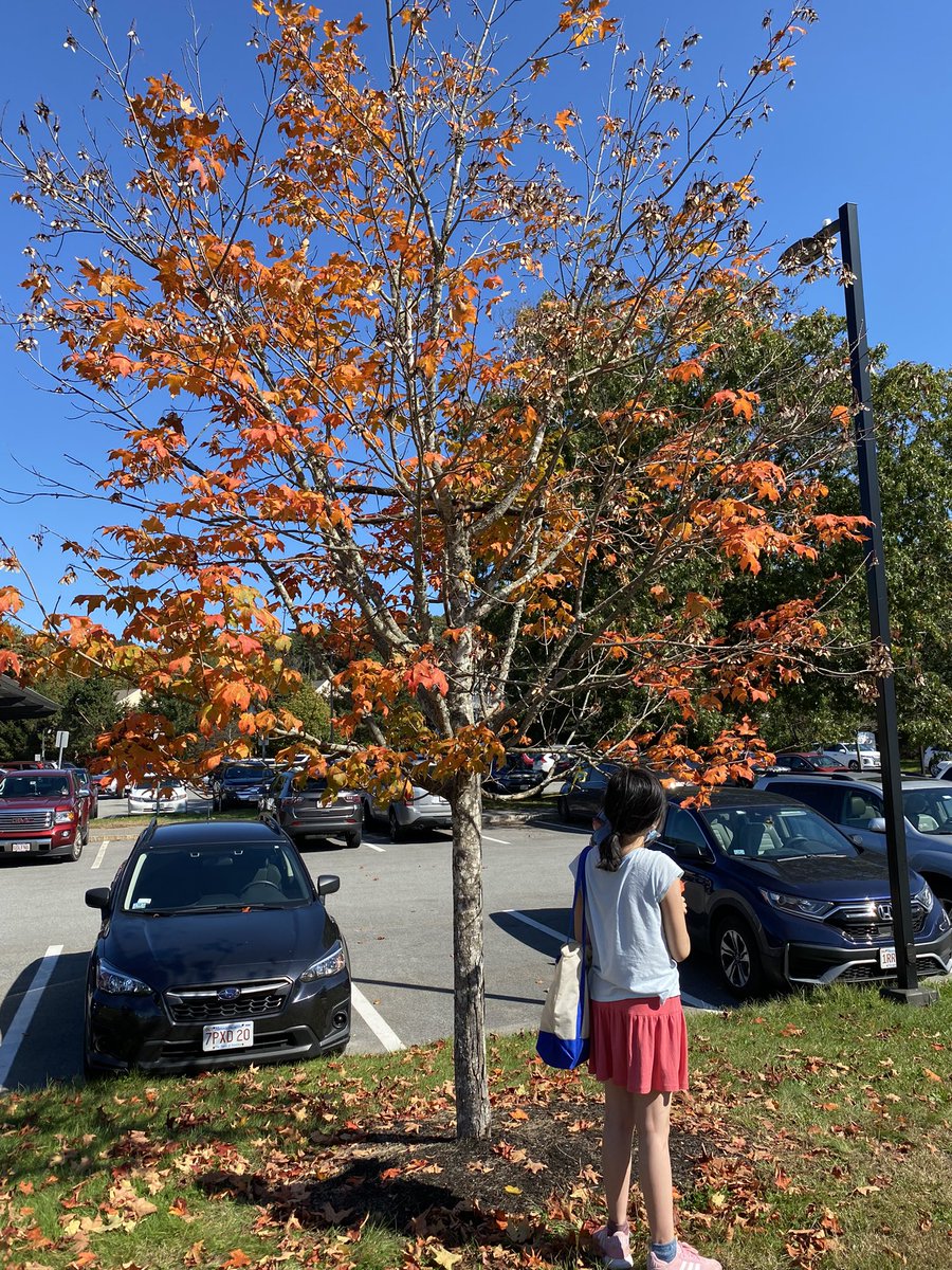 MrsClassGrade5's tweet image. #BigBackyardfinds #prayingmantis #sugarmaple #joyinlearning @Hawk_Principal @RoryDOConnor