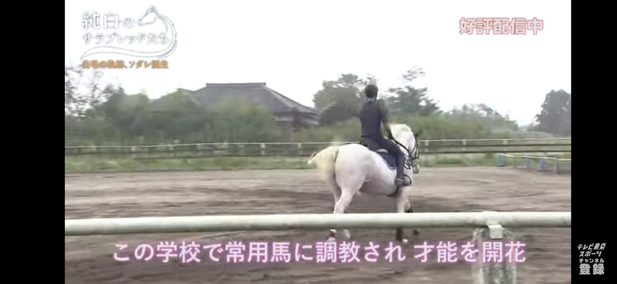 everjadeite's tweet photo. 常用馬なんですね(^^; https://t.co/8q3rQl2VL7