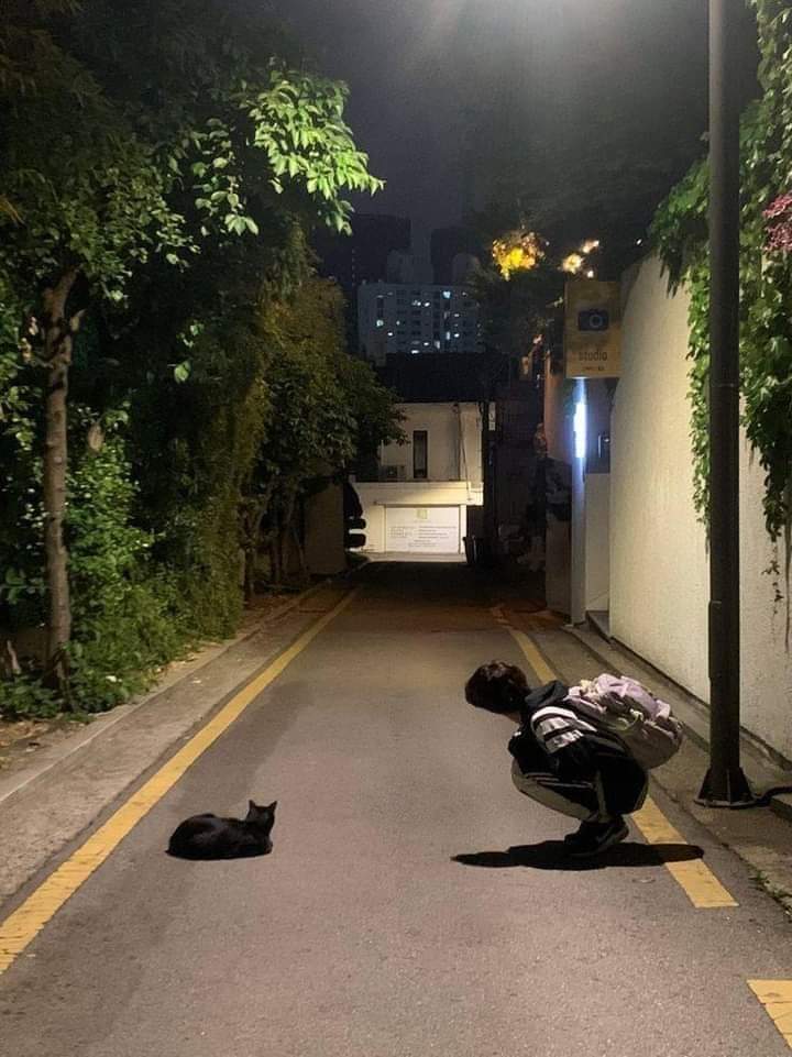 pauly_4_69's tweet photo. Existe una leyenda japonesa que habla de un método para encontrar a gatos que han salido de casa y no vuelven.

La técnica consiste en hablar con los gatos callejeros del barrio como si hablaras con cualquier persona y preguntarles por tu gato, describirlo, como es, su tono de... https://t.co/qgtpJBhD26