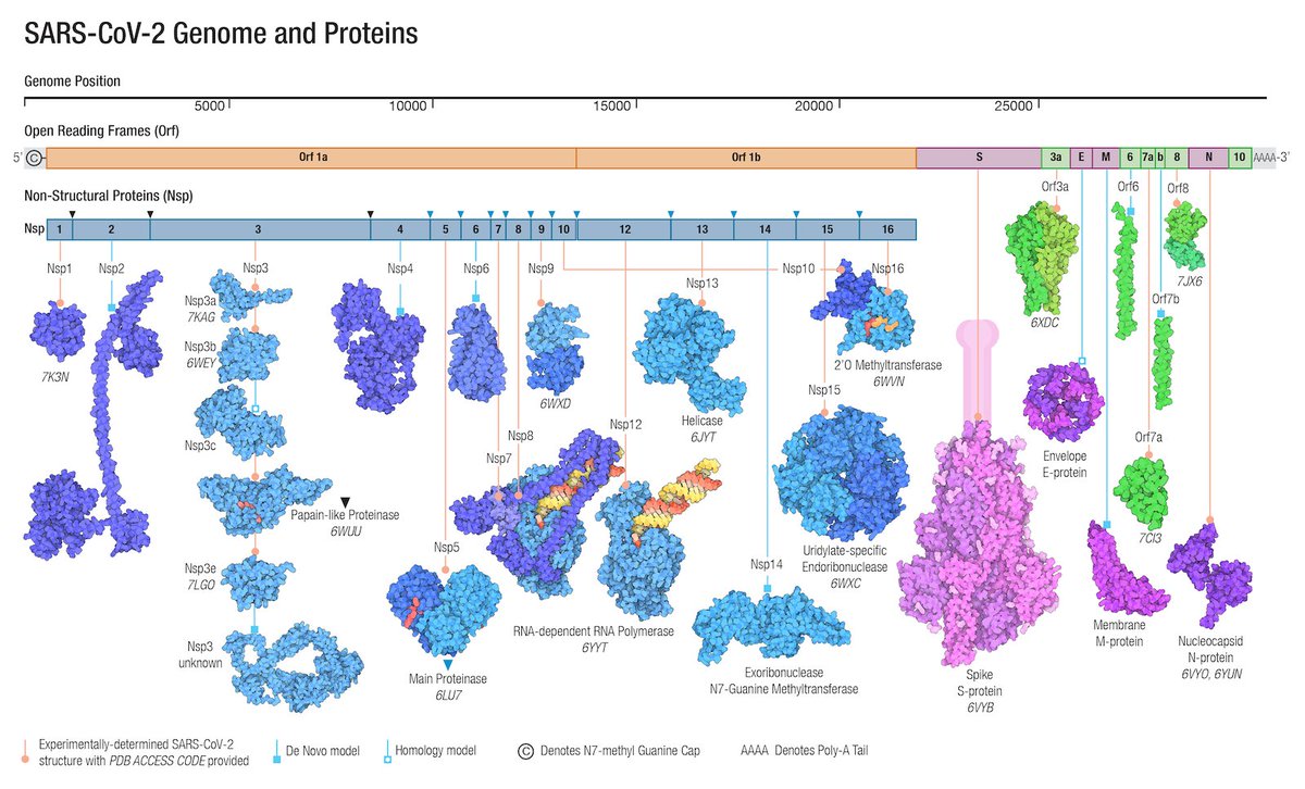 Pleased to report our study, performed with students and faculty from <a href="/RISErutgers/">RISE at Rutgers</a> and <a href="/BLbiochem/">BASILbiochem</a> programs, has been published in PROTEINS! 
Evolution of the SARS-CoV-2 proteome in three dimensions (3D) during the first 6 months of the COVID-19 pandemic onlinelibrary.wiley.com/doi/10.1002/pr…