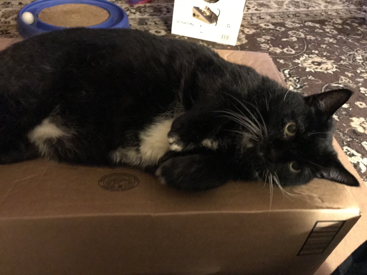 wlmalmborg's tweet photo. Tommy: "Are you going to pet my cute little belly?"

Me: "Are you going to spring a cuteness trap on me and shred my flesh with those claws if I do?"

Tommy: "No ...." https://t.co/9cma49cnsG