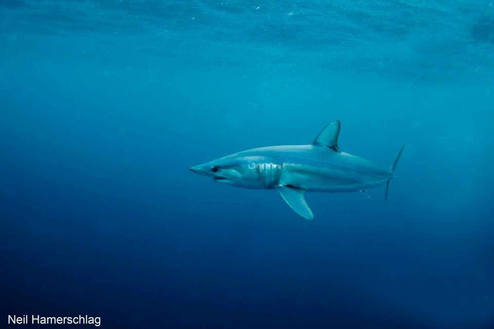 #JobAlert ! I am pleased to share a post-doc job opportunity focused on integrating tracking data from acoustically tagged marine life into biodiversity monitoring and conservation.
umiami.wd1.myworkdayjobs.com/en-US/UMCareer…