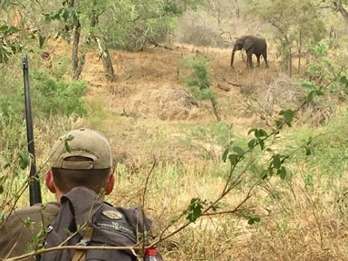 FootSafaris's tweet photo. In South Africa's wildlife-rich lowveld, Siyafunda Conservation operates walking trails with a difference, playing an important role in protecting Makalali reserve.
🐘Read more👉 
https://t.co/yU5O3iDuke

#walkingsafaris #trails #SouthAfrica #wildernesstrails https://t.co/i0lRWv8JBC