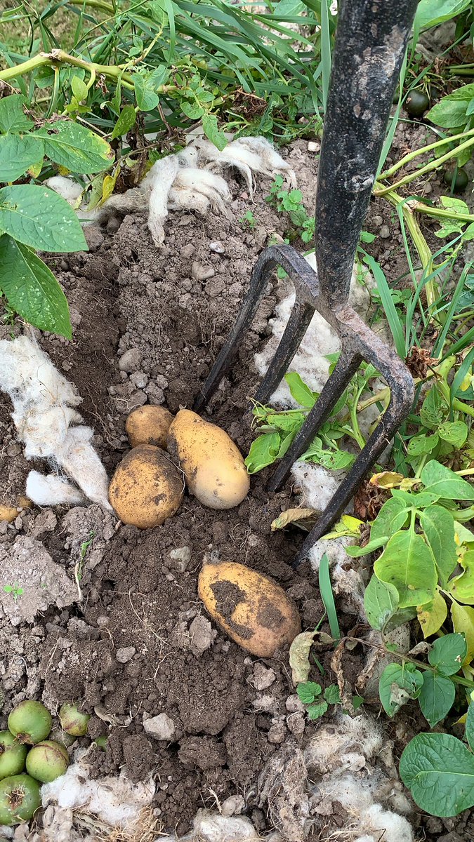 One of my favourite things…spud harvest! Something children enjoy and learn from too…how many do you think we’ll find??
