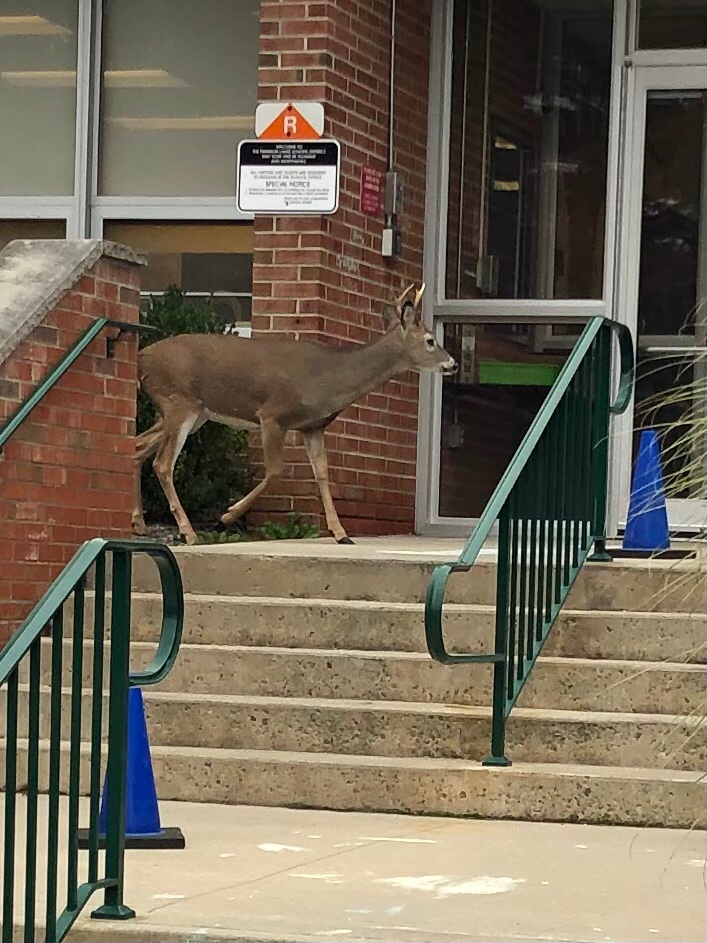 Ann Jameson (@wasprincipal) on Twitter photo We had an unexpected visitor at WAS today! <a href="/FAMSPatriots/">FAMSPatriots</a> <a href="/crspandas/">Colonial Road School</a> <a href="/hmr_school/">HMR School</a> <a href="/FLPS_Curriculum/">FLPS_Curriculum</a> <a href="/FLPSSpecSrvcs/">FLPSSpecServ</a> We had an unexpected visitor at WAS today! <a href="/FAMSPatriots/">FAMSPatriots</a> <a href="/crspandas/">Colonial Road School</a> <a href="/hmr_school/">HMR School</a> <a href="/FLPS_Curriculum/">FLPS_Curriculum</a> <a href="/FLPSSpecSrvcs/">FLPSSpecServ</a>