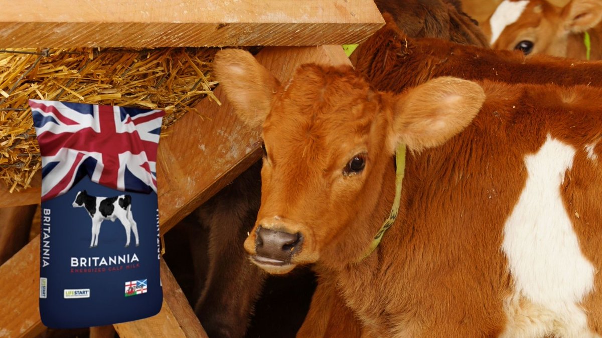 Are your Cows now calving? Then let us tell you more about our "Britannia" #calfmilk, formulated to be closer to natural whole milk and loved by calves. Read more here tbagri.co.uk/britannia/
#UKfarming #DairyFarming #TMRfeeding