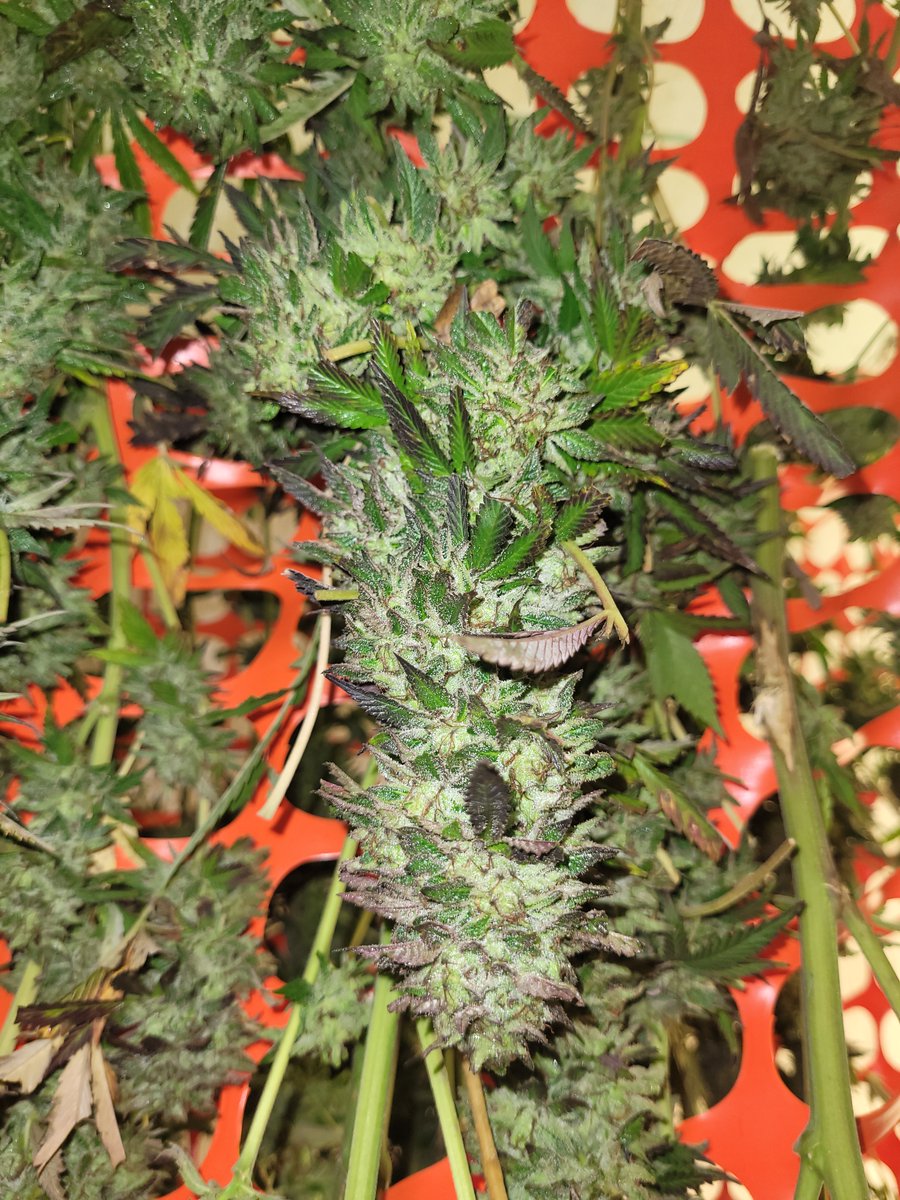 WillowWeedFarm's tweet photo. The culmination of 180 days of growing. We had our first harvest of 2021 yesterday. Thank you to our family and friends who did such a good job cutting, trimming, weighing, washing and hanging. These beautiful buds will hang for 10 days at 60/60 to slow dry. #croptober #cannabis https://t.co/mE1yjADXNP