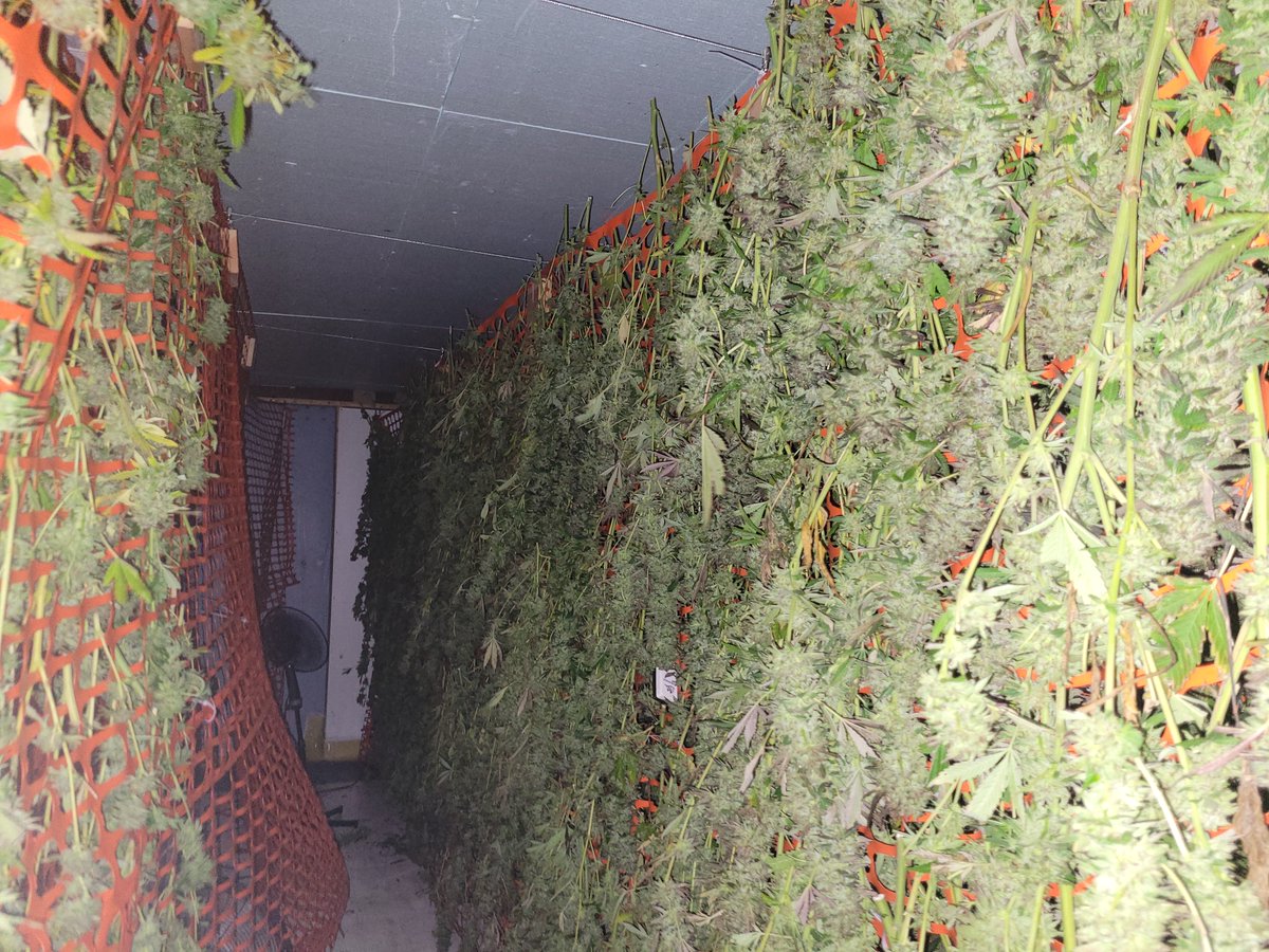 The culmination of 180 days of growing. We had our first harvest of 2021 yesterday. Thank you to our family and friends who did such a good job cutting, trimming, weighing, washing and hanging. These beautiful buds will hang for 10 days at 60/60 to slow dry. #croptober #cannabis
