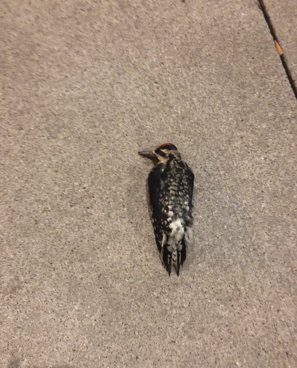 jesssb97's tweet photo. Busy day volunteering with @BirdMonitors today. I rescued  ~15 birds and recovered ~20 dead birds, like this Yellow-bellied sapsucker. During spring &amp; fall migration, turn lights out to help reduce injuries and deaths from window strikes. #birdcollisions https://t.co/b3h1ZIUFlt