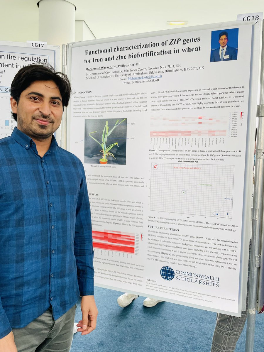 MuhammadAliUoB's tweet photo. #excited presenting my 1st (physically 😀) PhD Poster. #ASM2021 #JIC #wheat_scientists #biofortification #wheat #nutrition @commschols https://t.co/AvICd4DeOy