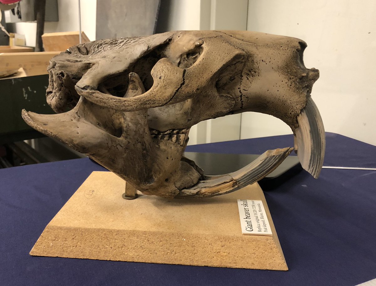 Giant beaver fossilized skull