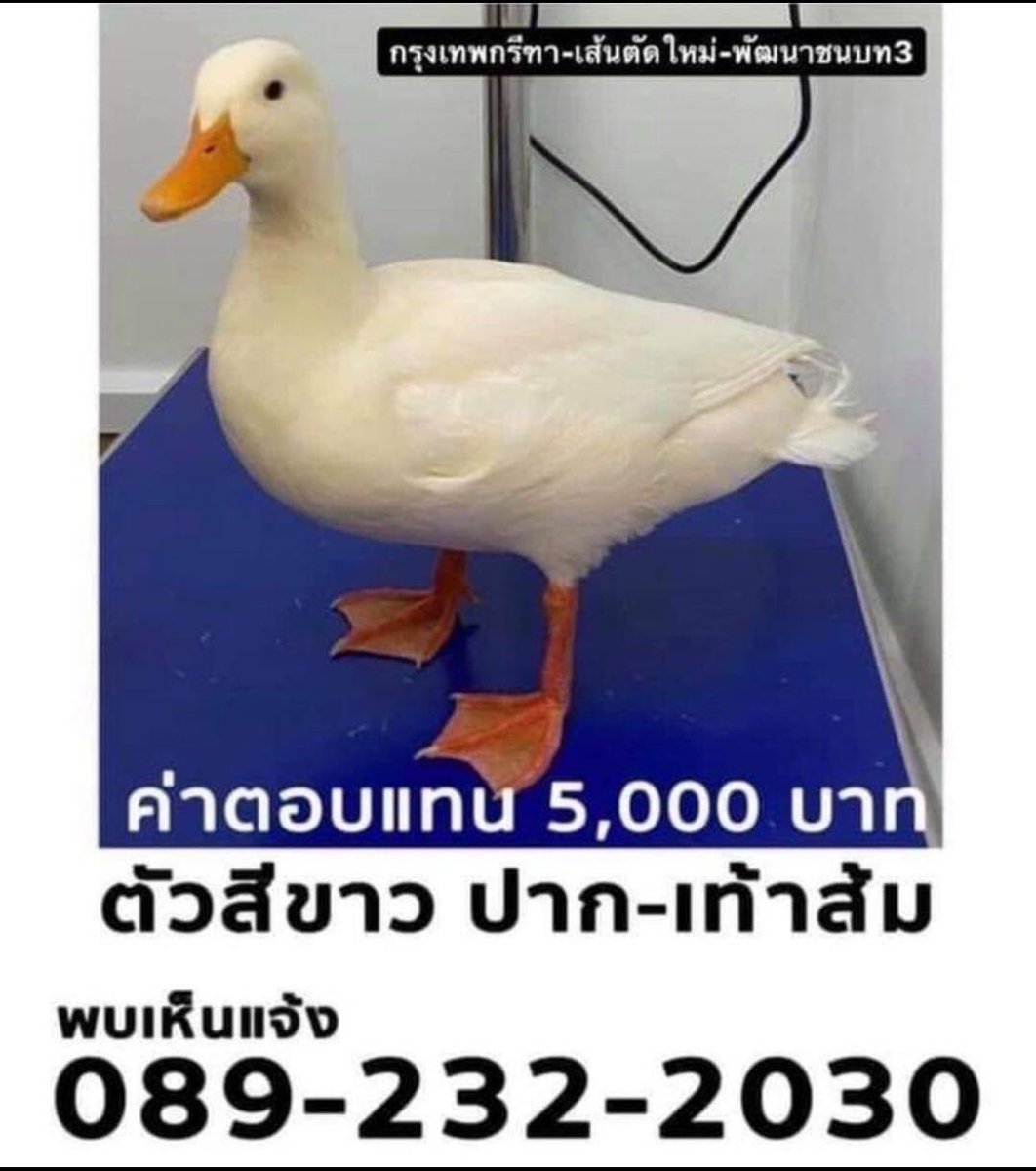 ช่วยแชร์ เป็ดของน้องคนนี้หาย 

คือน้องน่ารักมาก แต่น้องเหมือนเป็ดธรรมดาทั่วไปเลยอ่ะ ถึงเจอกูจะแยกออกมั้ย 😂 เรียกชื่อน้องจะมาป่ะ 
พิกัดกรุงเทพกรีฑา-พัฒนาชนบท 3- ลาดกระบัง น้องชอบน้ำ อาจจะไปแช่น้ำในคู ในคลอง หรือก็หลบแดดที่ร่มๆก็เป็นได้ ใครเจอติดต่อน้องได้ที่ 089-232-2030 

🦆