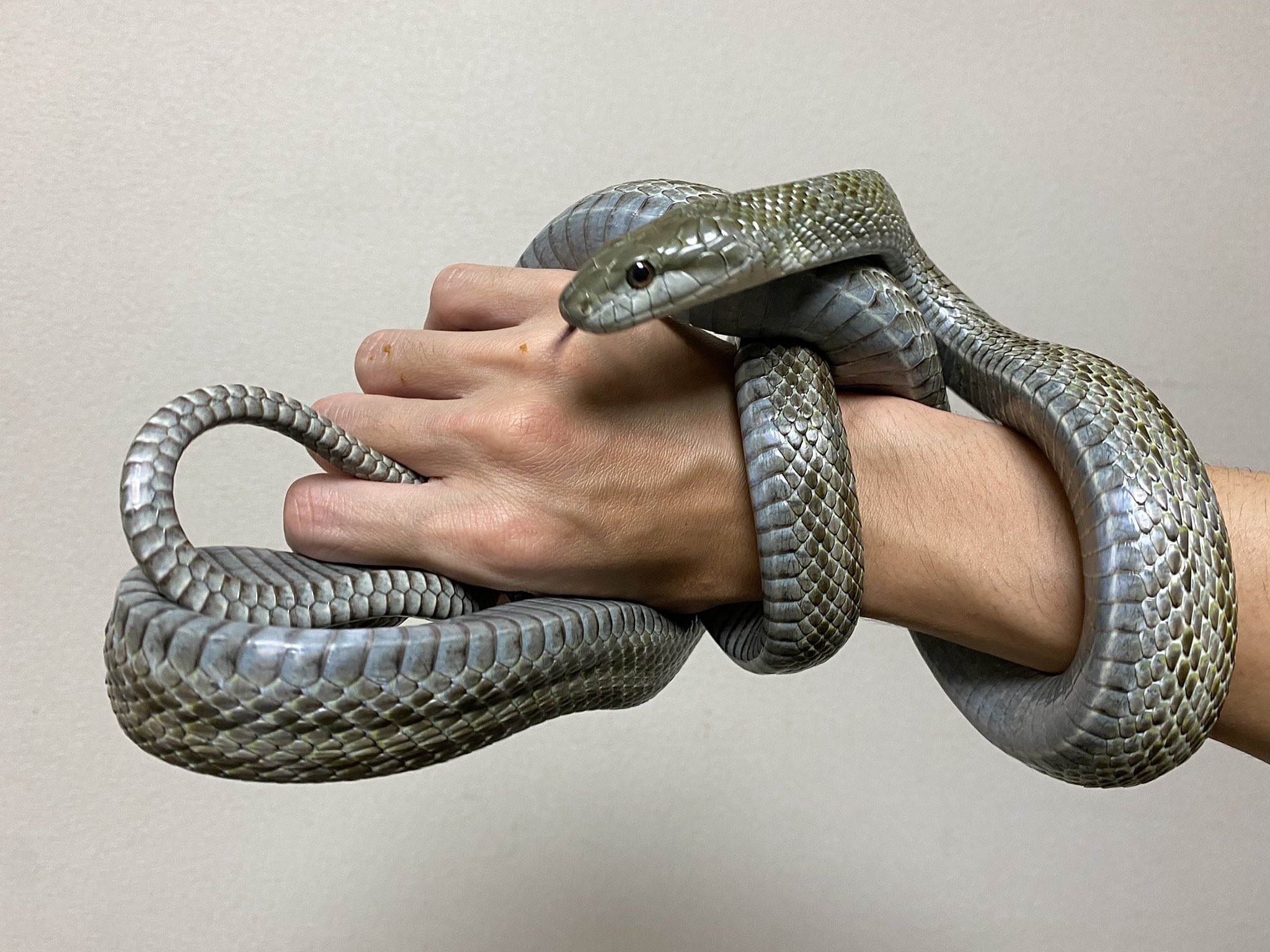 アオダイショウ マグカップ ヘビ 蛇 爬虫類 ヘビとカエルの日常🌙YouTube on X: