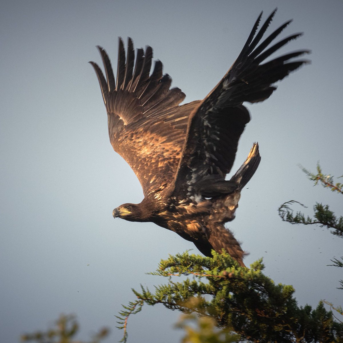 SeaEagleEngland's tweet photo. Autumn days 🧡 Sharing some stunning images taken recently on the Isle of Wight. 
@RoyDennisWF #WhiteTailedEagle 📷 Credit: @AinsleyIOW https://t.co/31lRf4TLGB