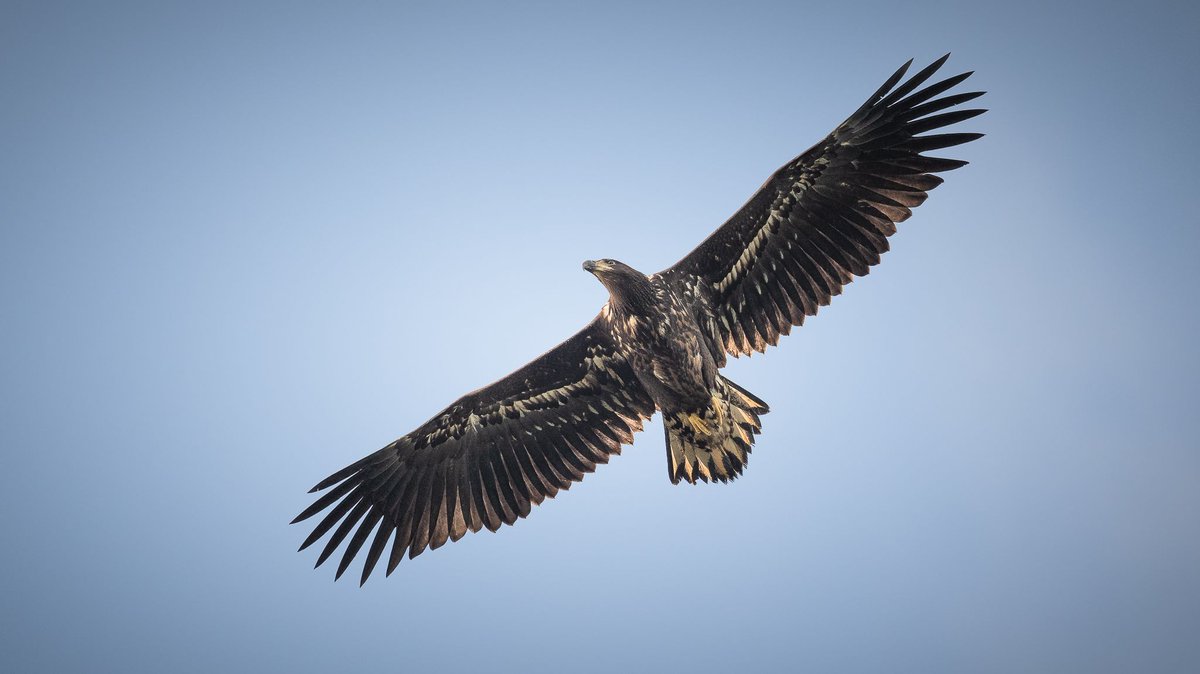 SeaEagleEngland's tweet photo. Autumn days 🧡 Sharing some stunning images taken recently on the Isle of Wight. 
@RoyDennisWF #WhiteTailedEagle 📷 Credit: @AinsleyIOW https://t.co/31lRf4TLGB