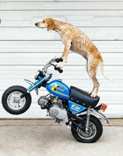 EatSleepRIDE's tweet photo. Dog gone that`s some wheelie!π€£
#wheeliewednesday
#EatSleepRIDE
#guardianbelluk
#ESRapp
#RudeRideOutUK
#ESRChallenge
#ukbikelife
#motorcyclesuk
#ukbikers
#motorbike
#motorcycle
#biker
#moto
#caferacer
#caferaceruk
#caferacerculture
#adventurebike
#hondamonkey
#monkeybike https://t.co/LBosg3IlBC