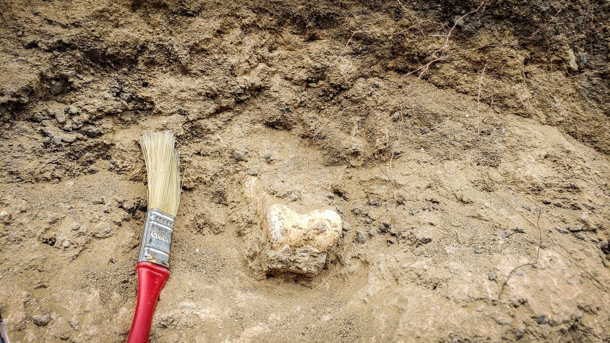 BLMOregon's tweet photo. Happy #NationalFossilDay! From dinosaur vertebra to the fossilized toes of ancient horses, the Oregon outdoors are steeped in natural history. 🦖🦴⛏ 
Check out our feature story by Greg Shine and dig up the past hiding in your #publiclands! ➡ https://t.co/ObuNw5lDwT https://t.co/6HZdeGLocB