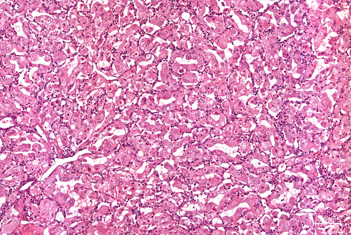 Pathologie_MedUniWien tweet media