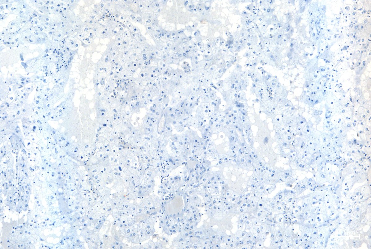 Pathologie_MedUniWien tweet media
