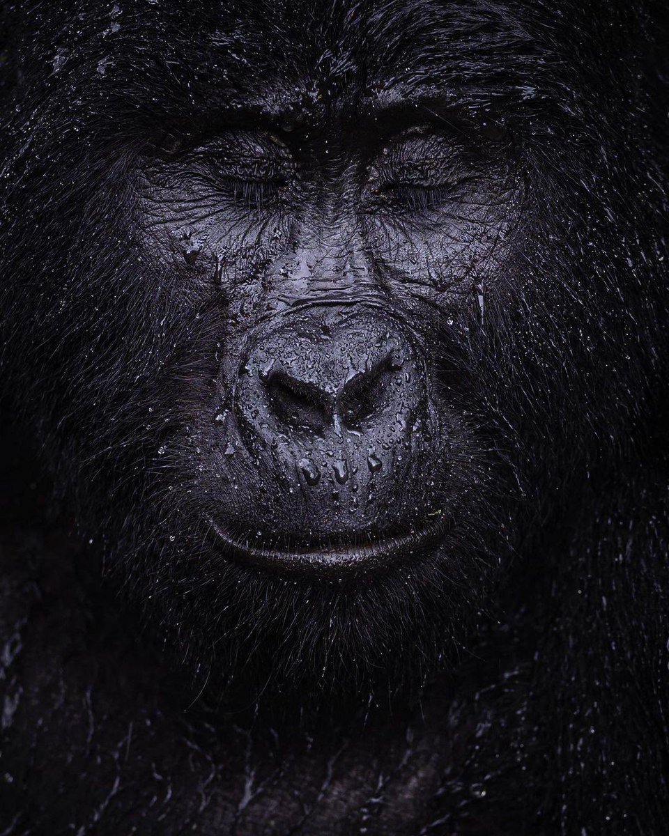 " إنجاز كويتي عالمي جديد "
أجمل التهاني والتبريكات لأخي الحبيب
🌹 ماجد الزعابي 🌹
بمناسبة فوزه بالمركز الأول في أكبر مسابقة لتصوير الحياة البرية في العالم 
Wildlife Photographer Of The Year
وذلك عن محور البورتريه ليكون بذلك أول عربي يحصل على هذه الجائزة العالمية.