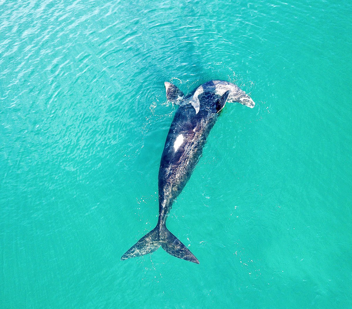 Ballenas francas en el Golfo Nuevo 🐳 #patagonia #Chubut #madryn #argentina #golfonuevo #ballena #ballenafrancaaustral #whale #southernrightwhale #wildlife #nature #drone #dji