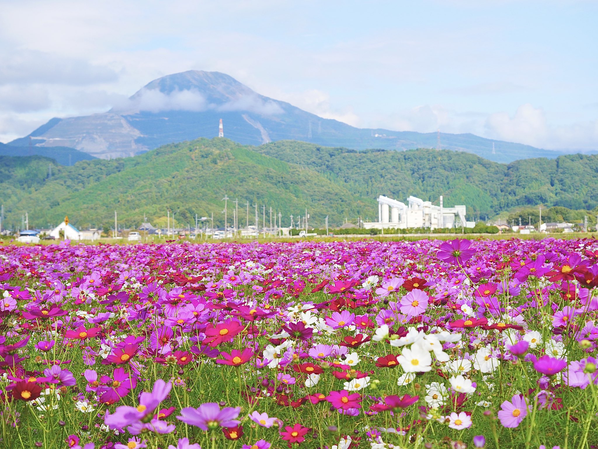 Kishi Kurokabe Cold 長浜市今川町のコスモス畑が見頃を迎えています 花畑の東方には伊吹山が見えて 伊吹山とコスモス畑 と言う 長浜の秋 を感じられる素敵な景色を楽しめます 21 10 12撮影 コスモス畑 秋桜 今川やすらぎの里コスモス
