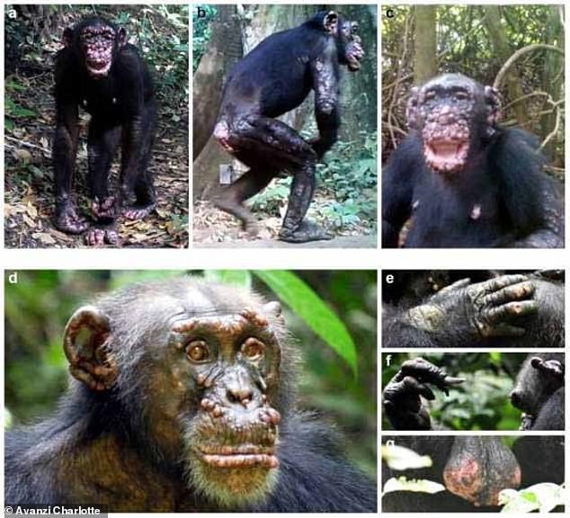 DailyMail's tweet photo. Pictures show clinical manifestations of leprosy in three chimpanzees at Cantanhez National Park (CNP), Guinea-Bissau, and the Taï National Park (TNP), Côte d'Ivoire. 

READ MORE: https://t.co/5kKIboPHYz https://t.co/5WNl0mDOXq