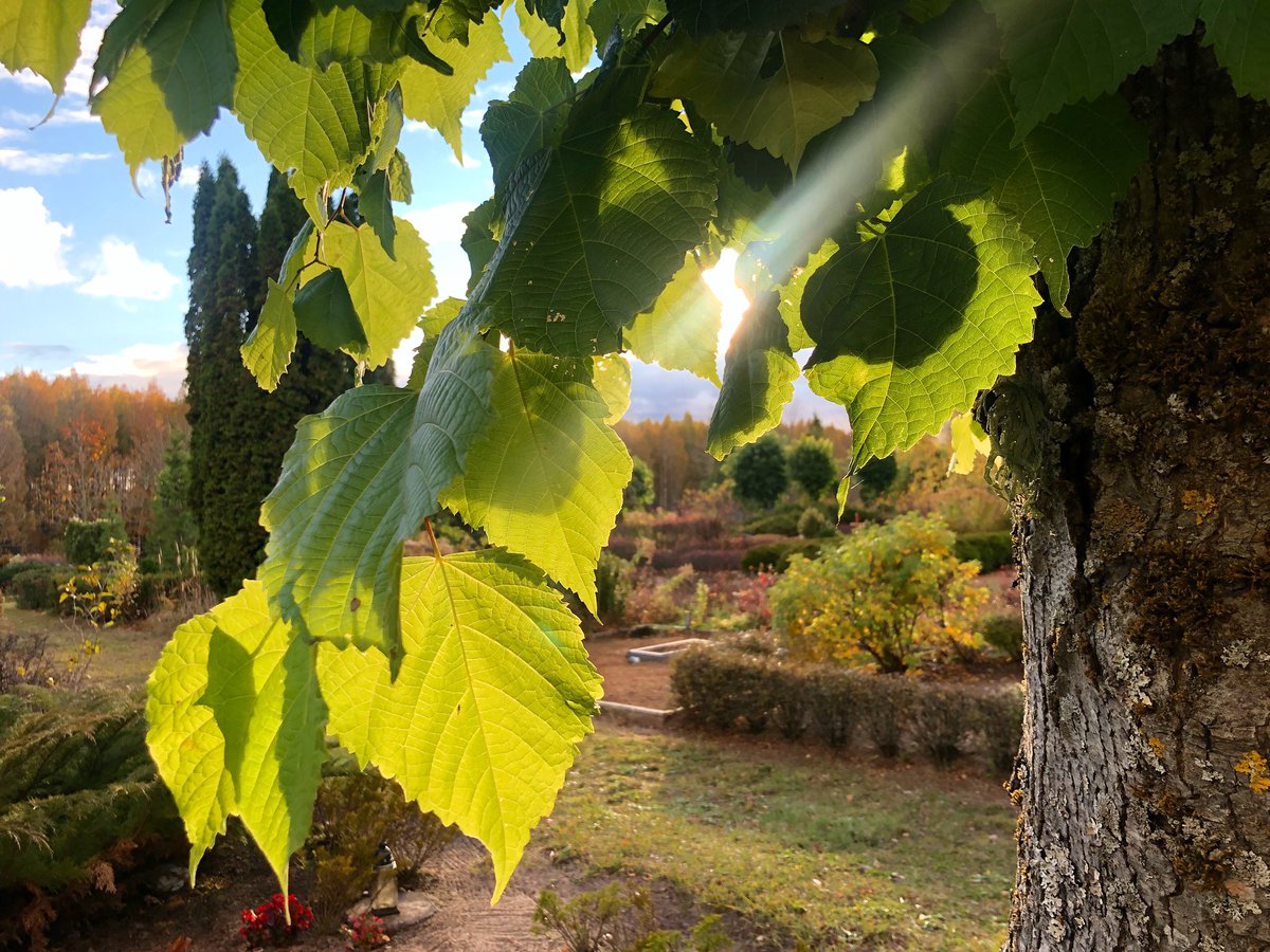 vkoralis's tweet image. Limbažu kapos šodien skaisti rietēja saule un jaunajām liepām vēl tik zaļas lapas! Atvadījāmies no māmuļas, kurai bija daudz pārbaudijumu, sevišķi vēl nesen. 🙏 
Priecīgāki notikumi- ticu.lv
#limbaži #limbažukapi #bēres #atvadas #mācītājs
