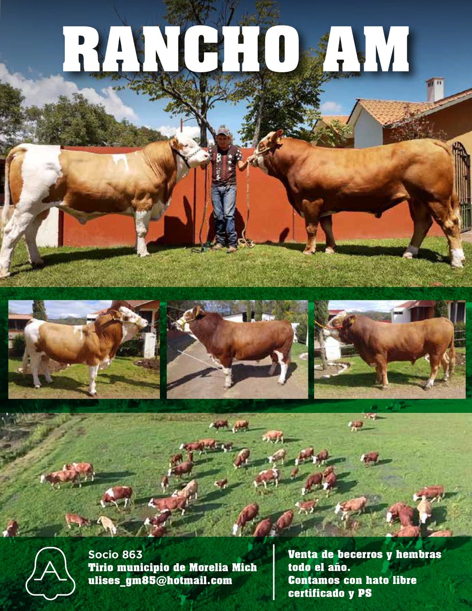 SimmentalSbMX's tweet photo. Comercialización directa con nuestros socios
Rancho AM
ulises_gm85hotmail.com
En Tirio Municipio de Morelia, Michoacán
.
.
#Simbrah #Simmangus #Simmental #HistoriaSimmental #MundoGanadero #OrgulloGanadero https://t.co/mqDknejkKV