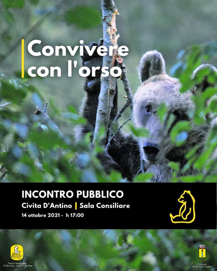 🐻 14 Ottobre ore 17, Sala consiliare di #CivitaDAntino (AQ) incontro pubblico 'Convivere con l'#Orso' su #orsiconfidenti e presenza del plantigrado in #ValleRoveto. Organizzato da @Parcoabruzzo e comune.
#PNALM #parcoabruzzo #parcoabruzzolaziomolise #orsobruno #orsomarsicano