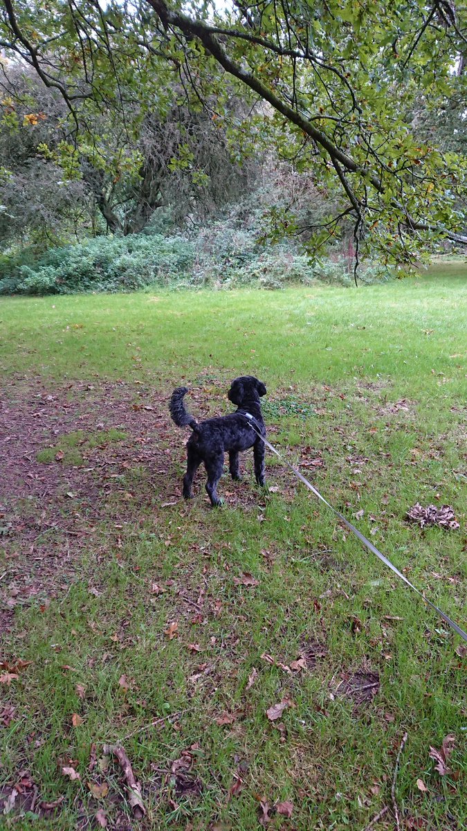 kfcurry's tweet photo. Only been here about 5 minutes and seen about 20 Squizzers already https://t.co/ea4SQ7o536