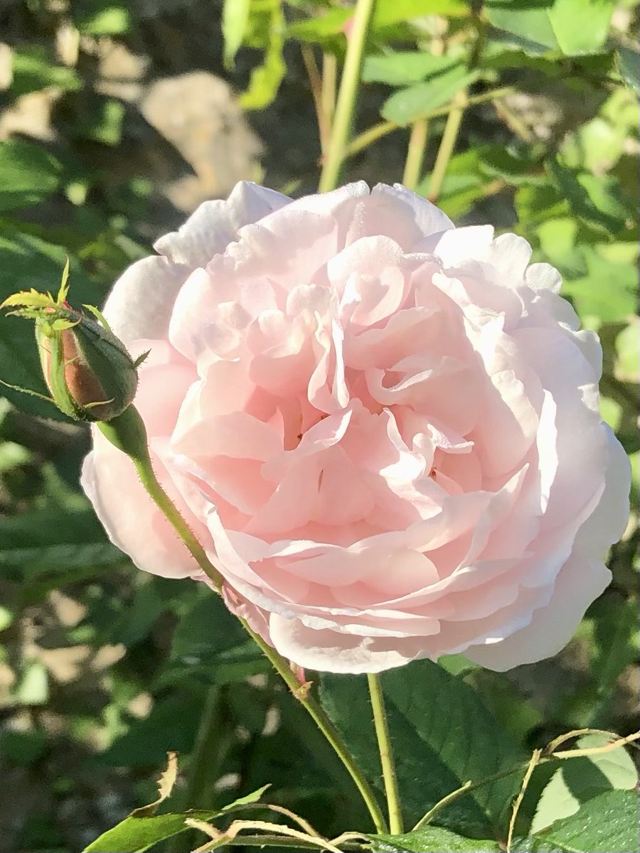I haven’t shared too many of my roses lately as so much else is going on in the garden, but on and on they go, giving me endless joy. Madame Alfred Carriére, about as beautiful as they come. #madamealfredcarriere #loveroses #RoseWednesday #mygarden #swfrance #autumndays