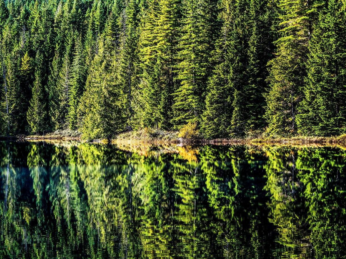 olsson182's tweet image. Reflections on a clear lake. 
#reflections #trees #TreesForOurPlanet #vancouverisland #beautifullbritishcolumbia @getolympus