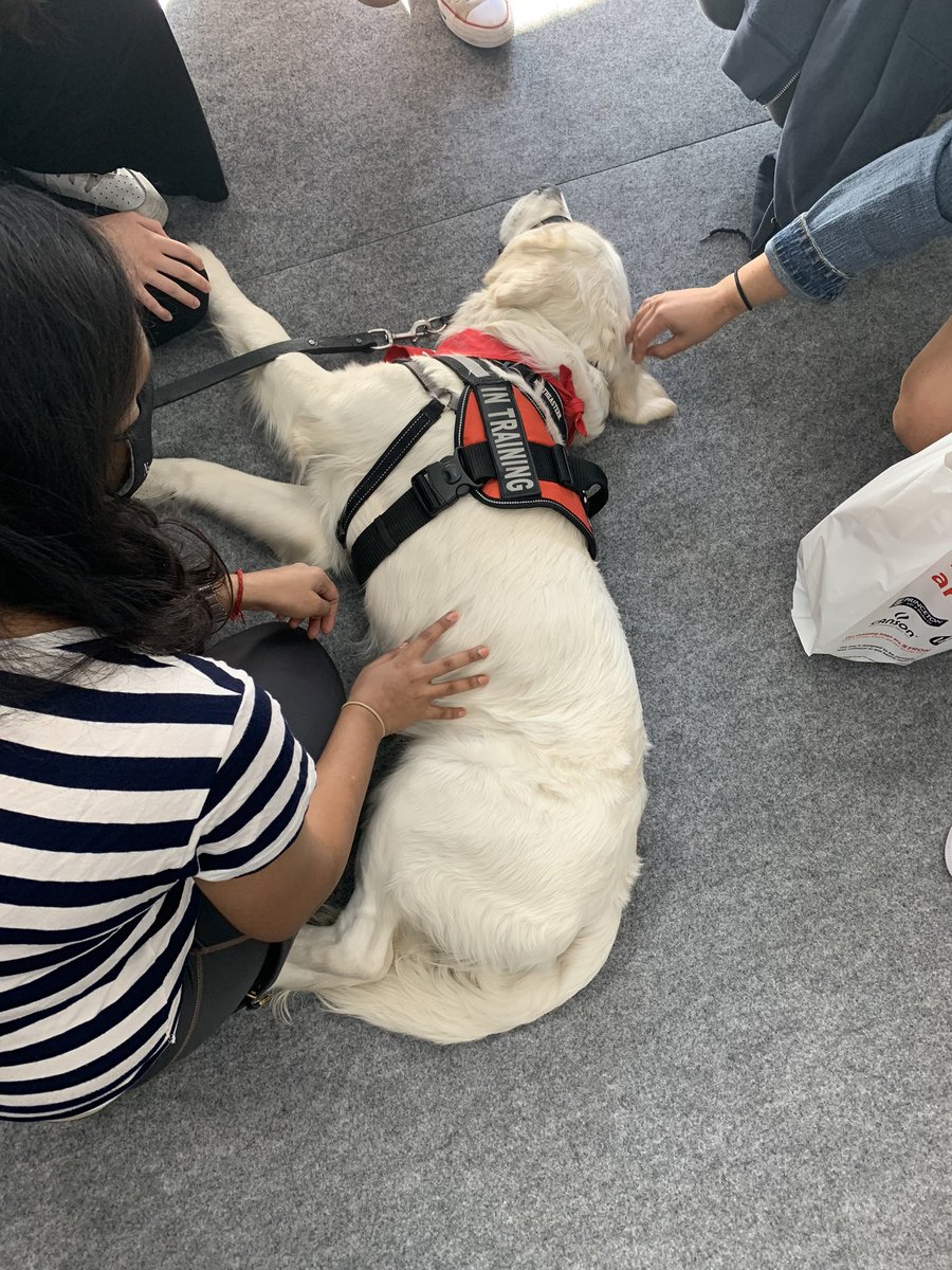 NU_UHCS's tweet photo. Cooper is living the life at Connect at Cabot Tent. Come by see Cooper, Milo and @GoNUperformance 11AM -3PM. #UHCS #NUMentalHealthAwareness #HelpIsAvailable https://t.co/ROgee3nqBf