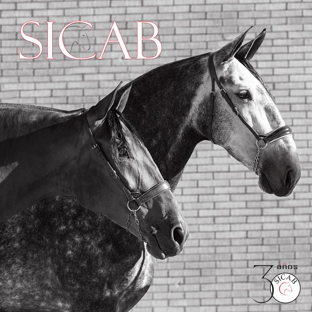 SICABOficial's tweet photo. Os recordamos que ya está abierto el plazo de inscripción para todas las disciplinas y ejemplares en exposición.
🔎 https://t.co/hTUarNdEZU
#SICAB21 #SICABcumple30años #Sevilla #CaballoEspañol #CaballosPRE #PuraRazaEspañola #MorfologicosPRE #FuncionalidadPRE #Pasionporelcaballo https://t.co/x1DDeYU29U