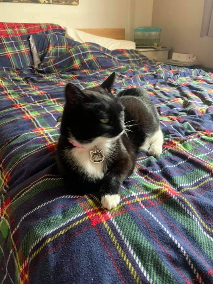 JohnDaffern2's tweet photo. #Lost #Tuxedocat in the #MountNod area near Mount Nod School and the Alderminster Road Shops #Coventry #Warwickshire #CV5, since 7pm on  12/10/21, which is unusual for her as she is normally in by 10pm and never stays out over night. 
https://t.co/W3KUuAuoYP https://t.co/yDqKwFQHi9