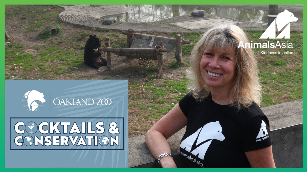 Jill Robinson joins @oakzoo at 9am Hong Kong time 1pm Oakland time for 'Cocktails and Conservation' to discuss all things #MoonBear and #conservation! 🍸🌏🐻 Watch live on Facebook or YouTube Live: YouTube youtube.com/watch?v=jdiF-k… Facebook facebook.com/353030440227 @moonbearJill