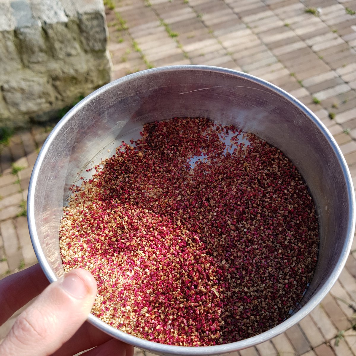SDFGreenMentor's tweet photo. We made the most of the October sunshine in the River Garden with our Gardening for Wellbeing group - what a harvest! We also did the last of the container planting for the season, potted up Callaloo to grow in the greenhouse and saved Amaranth seed @SouthwarkHub   #mentalhealth https://t.co/KiflmvWRgZ
