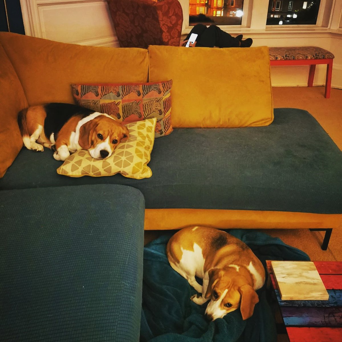 tiggtag's tweet image. Little guys look comfy...

#Beagles #dogstagram #sofasnuggles #comfy #beaglesofglasgow #Glasgow