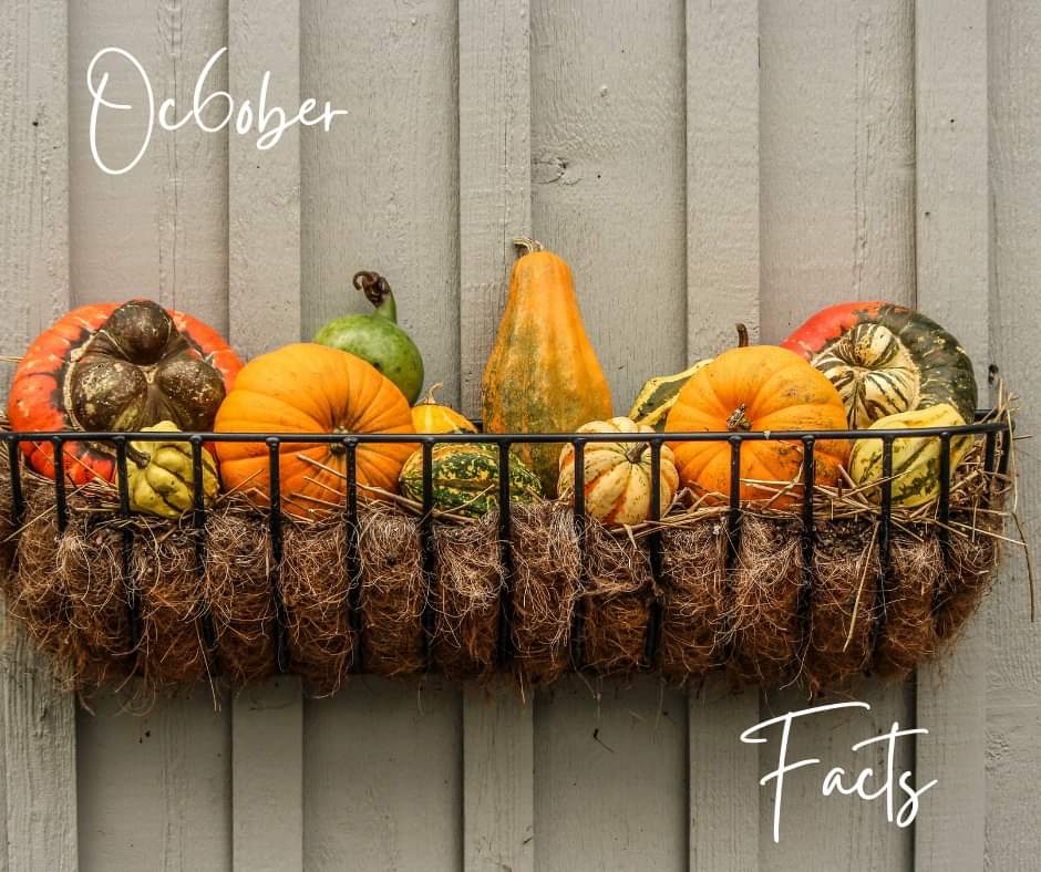 PurcellvilleTir's tweet image. Happy Hump Day! Do any these October Facts get you over the Hump? 

#OctoberFacts  #GetYouOverTheHump  #CuriousMindsWantToKnow