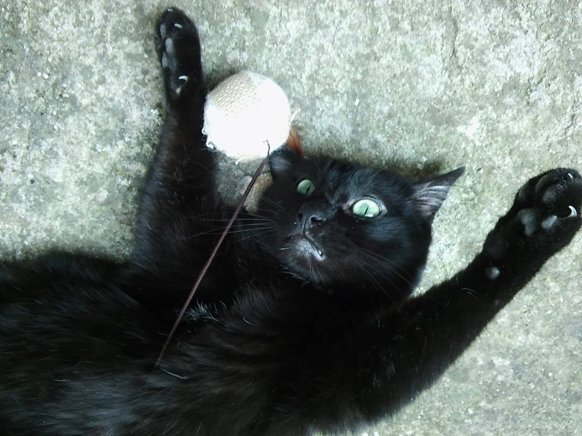 Adopta Daz tweet media