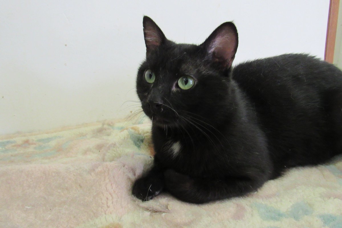 🆘🆘🆘🆘🆘🆘🆘🆘🆘🆘🆘🆘
Mateo necesita una casa de acogida, al menos temporal. Tiene cristales en orina y requiere un pienso específico e ir valorando evolución y donde vive actualmente no pueden controlarlo con facilidad 

📧 defensanimalzamora@gmail.com