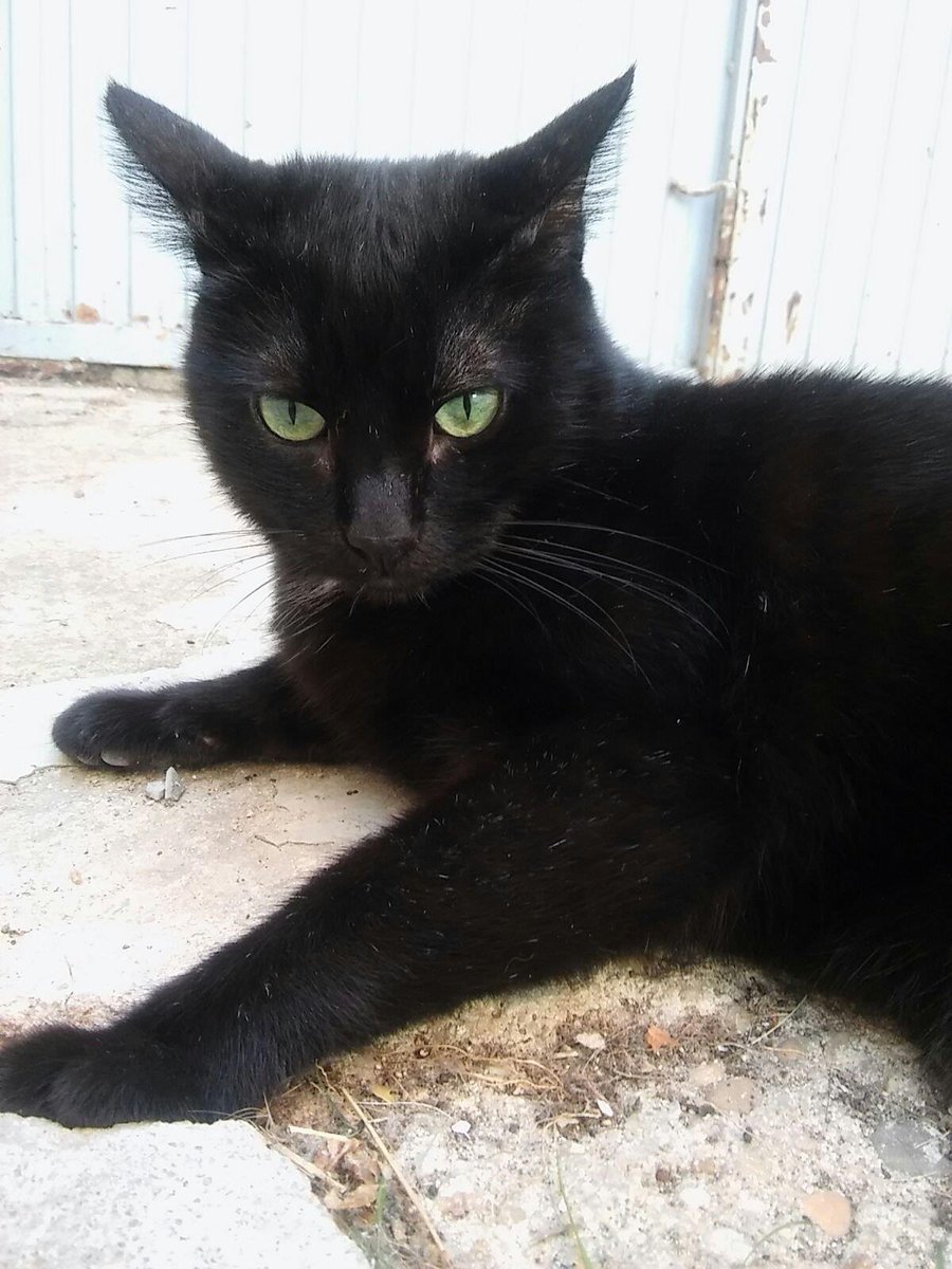 Adopta Daz tweet media