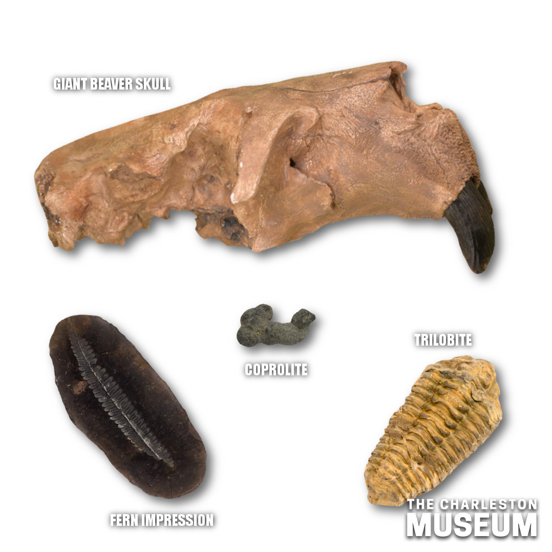 Charleston Museum tweet media