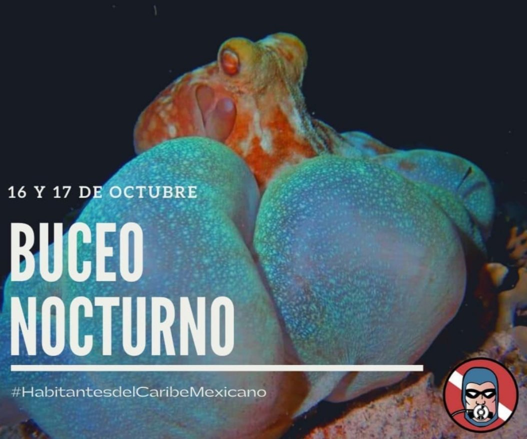 phantomdivers's tweet photo. El buceo nocturno es una de la experiencias más mágicas del caribe mexicano! Conoce a las criaturas que aparecen al caer el sol.

Night diving is one of the most magical experiences in the Mexican Caribbean! Meet the creatures that appear with sunset! https://t.co/8NoBBgDjU5