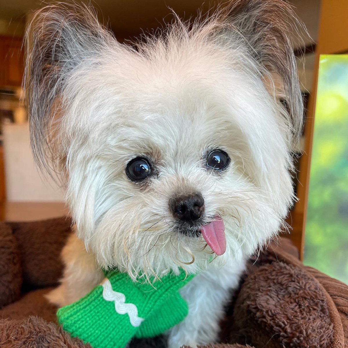 NorbertDog's tweet photo. got my green scarf on https://t.co/dU2WToHJkH