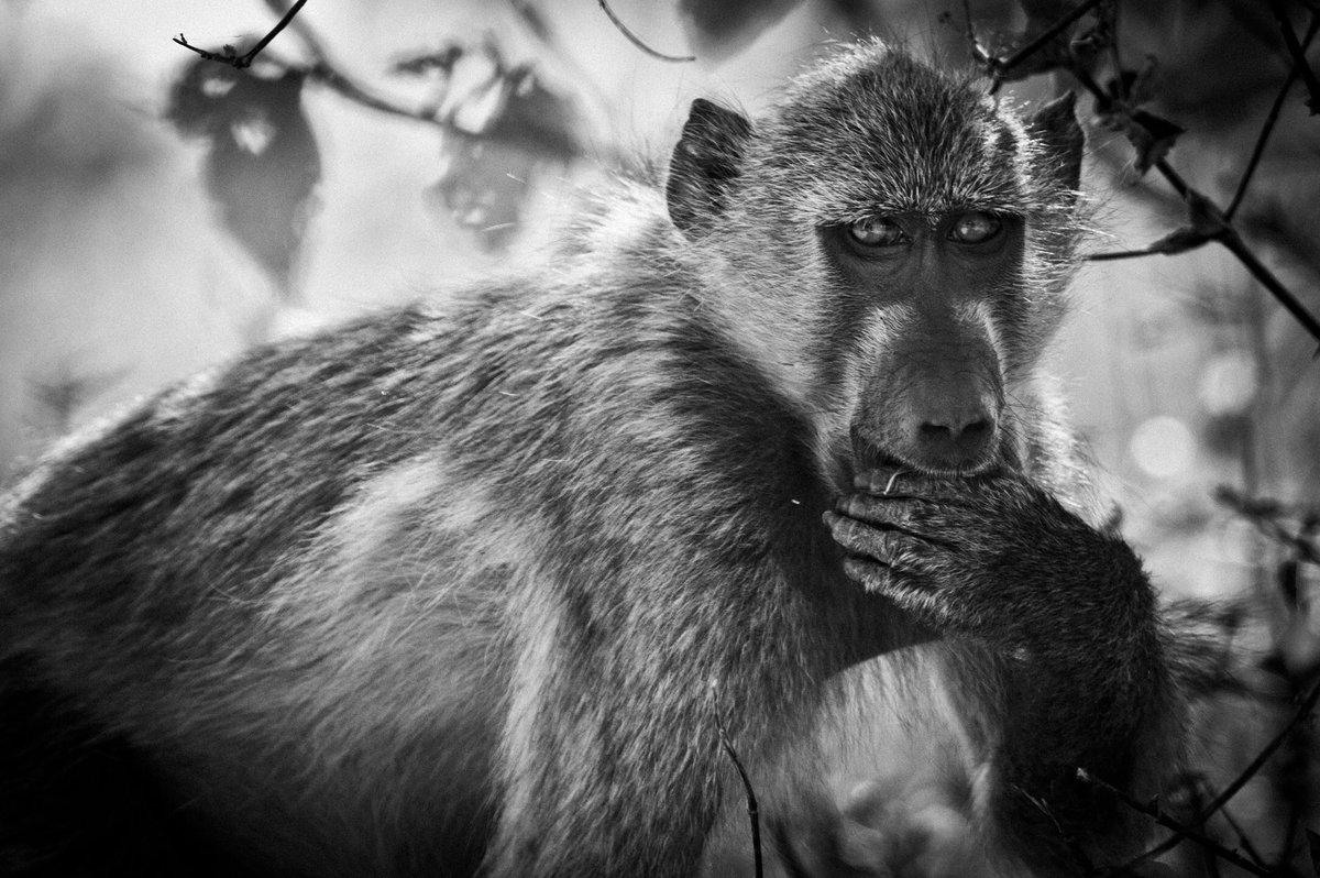 Laurent Baheux Photo tweet media