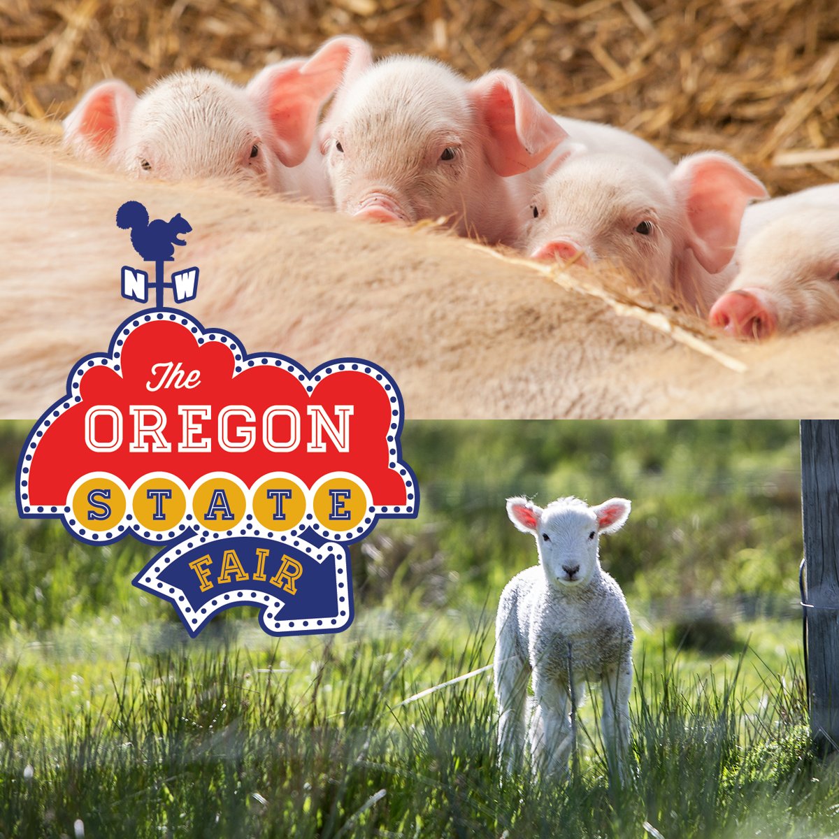 Now hiring! We’re looking for a Sheep Superintendent and Swine Superintendent to join our Livestock Department. If that’s you, don’t be sheepish - learn more and apply at oregonstatefair.org/careers!