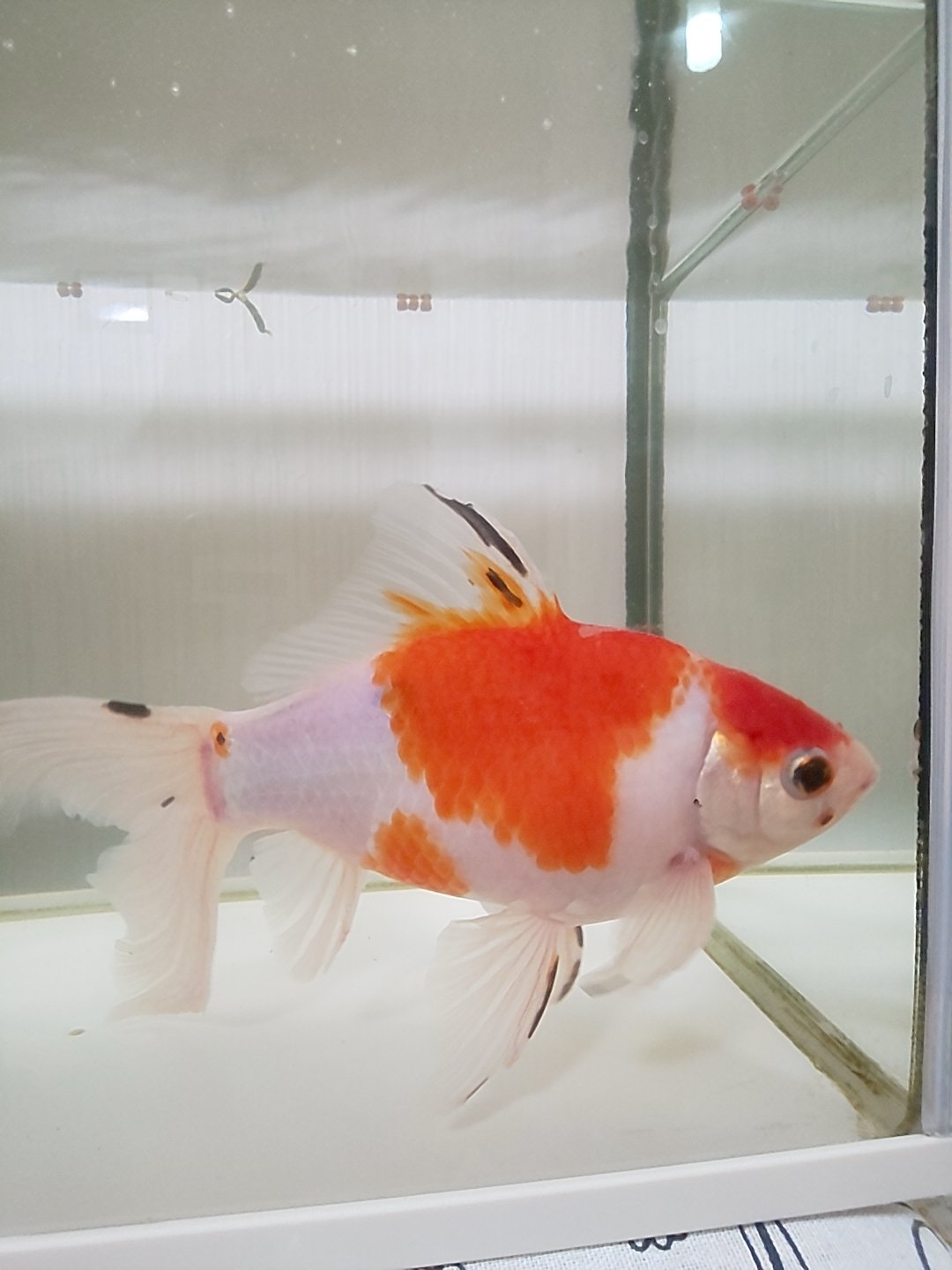 ট ইট র べがるたいち ᐢ 最近 うちの金魚が物凄く暴れるの 飛び跳ねるというか パニック起こしてるみたいな 地震の前兆とかじゃありませんように